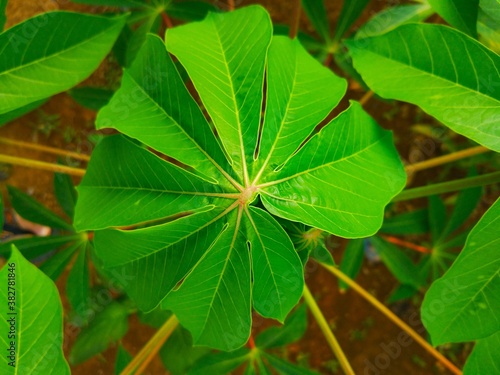 cassava leaf photo