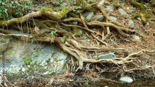Tree roots growing over river bank rocks