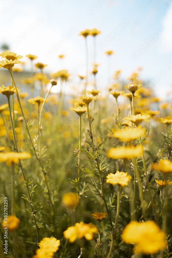 gelbe Gartenblume