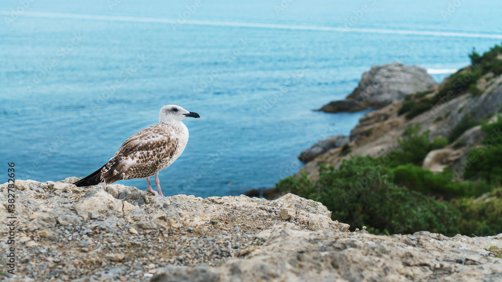 A Seagull sits on a rock against the blue sea. A Seagull sits on a rock against the blue sea.