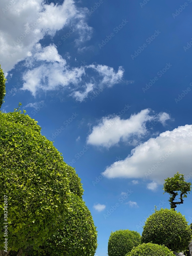 Obraz premium trees and sky