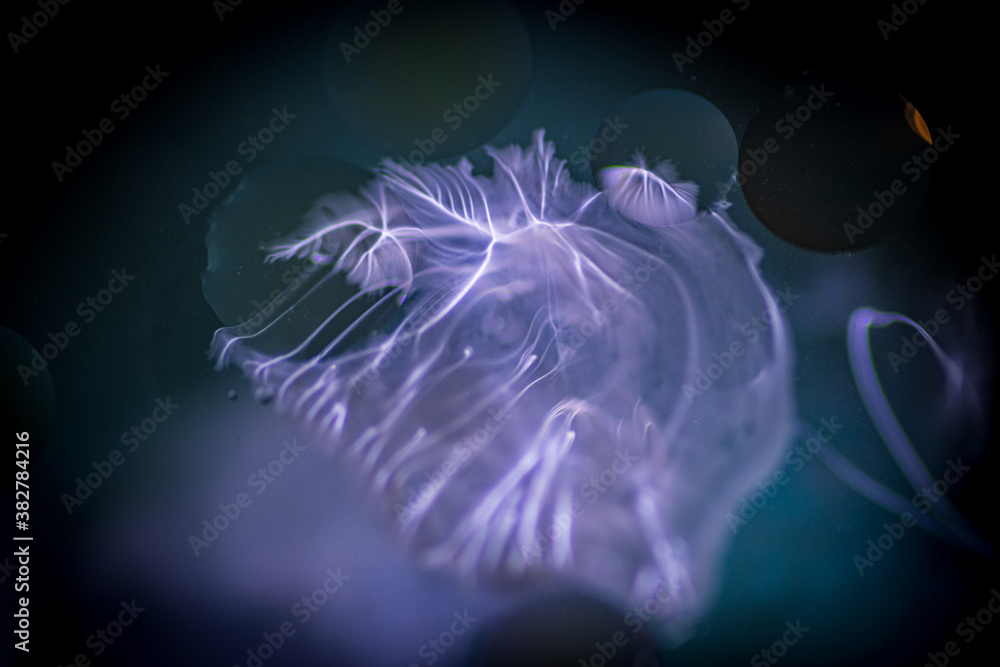 Oil drops in the water and milk create an artistic and imaginatively designed abstract background Oil drops in the water and milk create an artistic and imaginatively designed abstract background