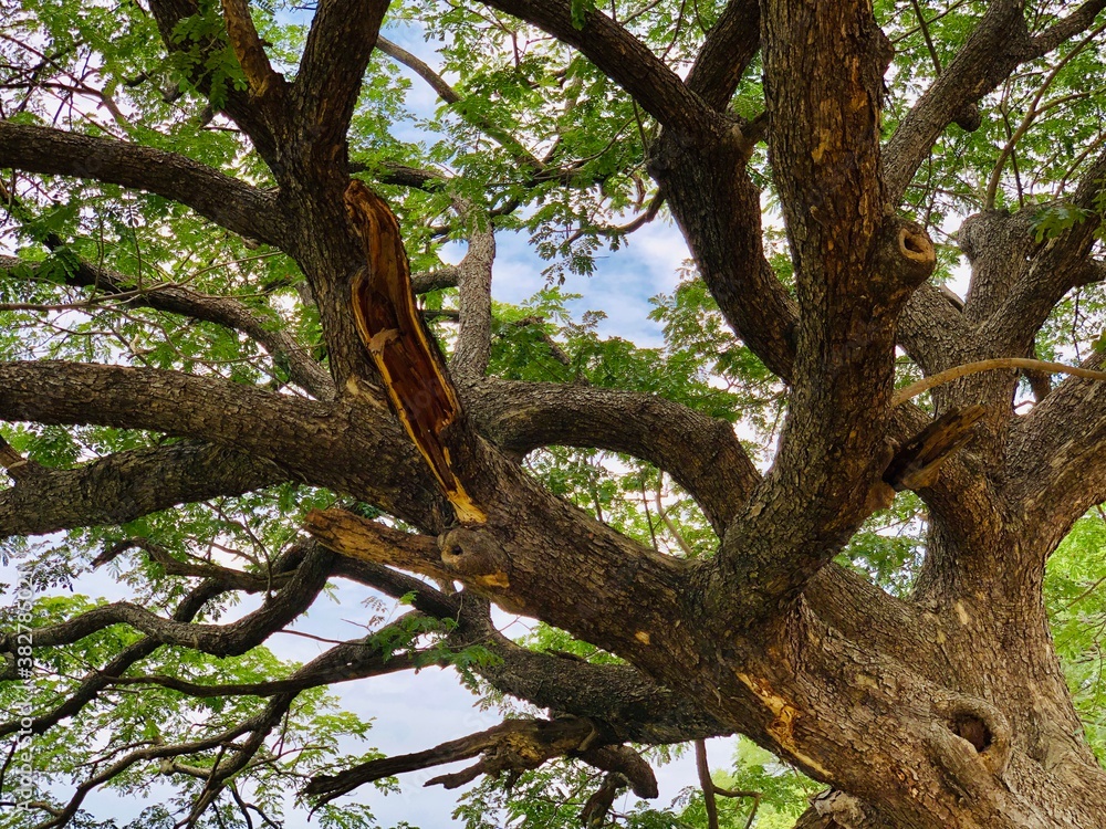 Tree with green leaves in the branches. Big tree with branches spread all over the space Tree with green leaves in the branches. Big tree with branches spread all over the space