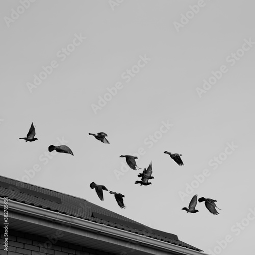 Pigeons take off from the roof of the house.