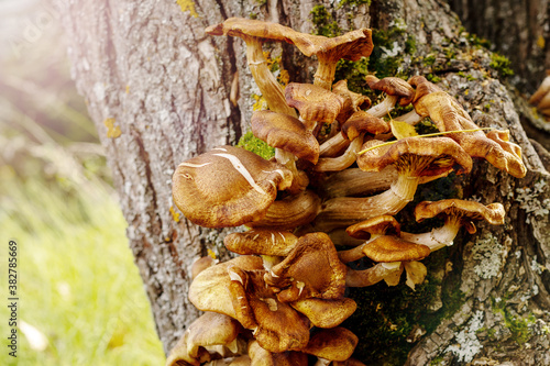 mushrooms grow on a tree in the autumn forest on a sunny morning. autumn harvest