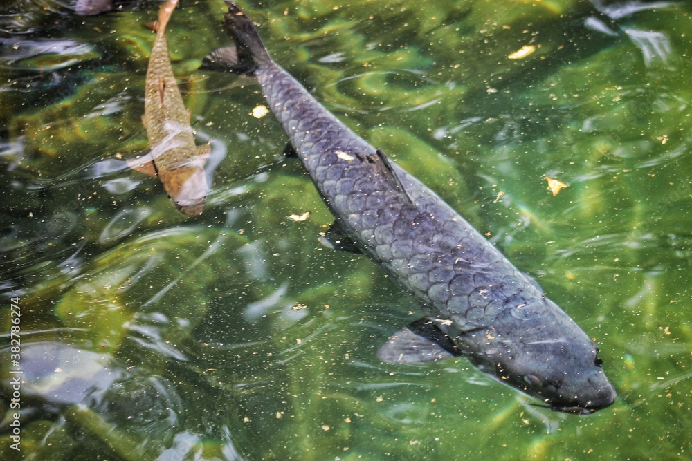 Fototapeta premium fish in a pond