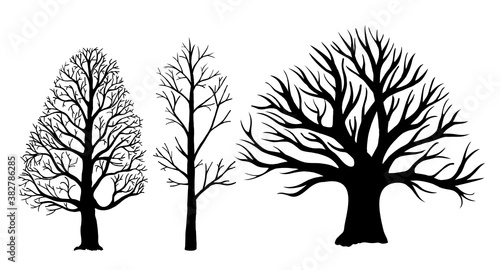 Trees without leaves silhouettes. Vector bare tree silhouettes. Dead tree without leaves.