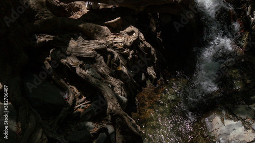 Stream running through River bank tree roots 