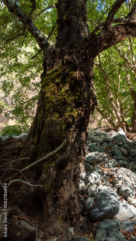 Obraz premium Tree in the river bank of a forest