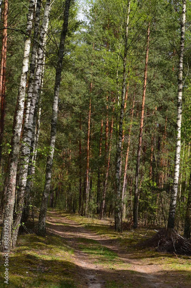 Obraz premium path in the woods