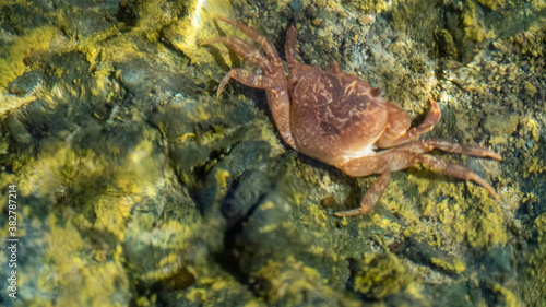 Crab on the rock under the water surface photo