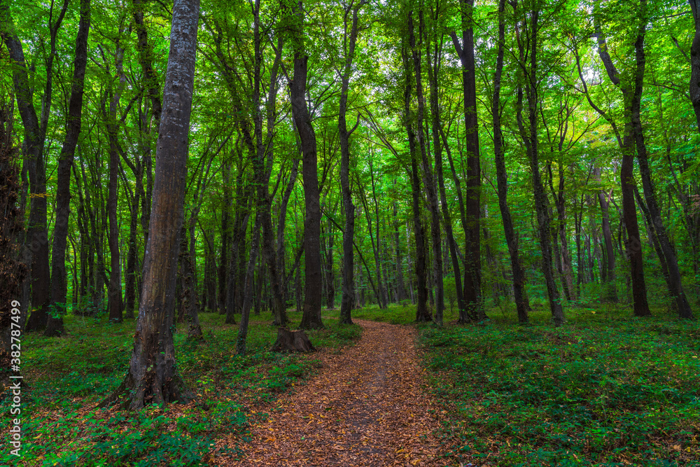 Hiking trail through tall trees in a lush green forest Hiking trail through tall trees in a lush green forest