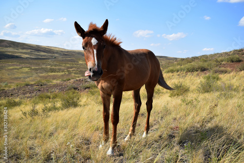 horse in the field