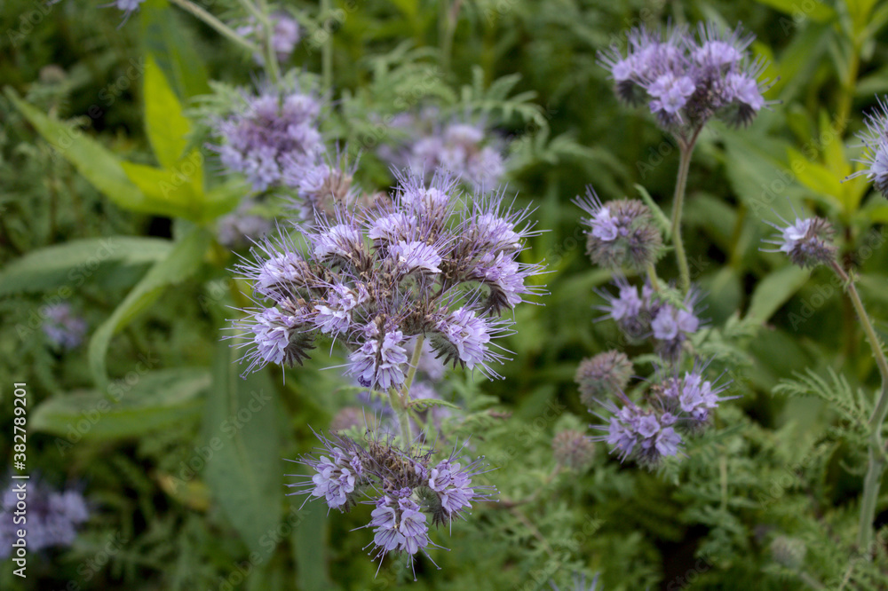 Phacelia Phacelia