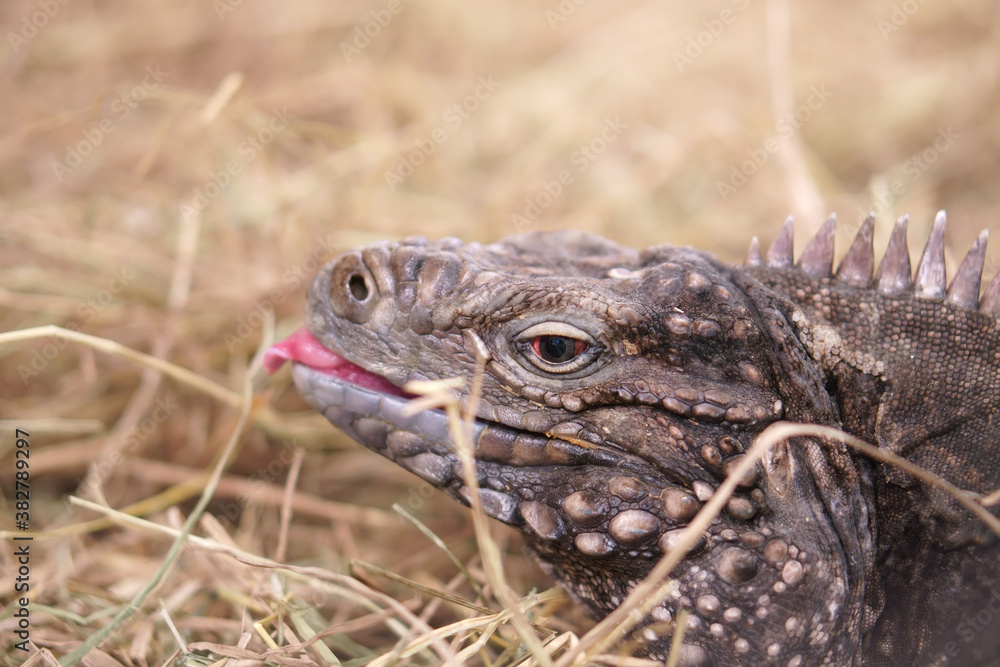 closeup head or face of brown iguana or cyclura nubila and cuba iguana  stick out tongue