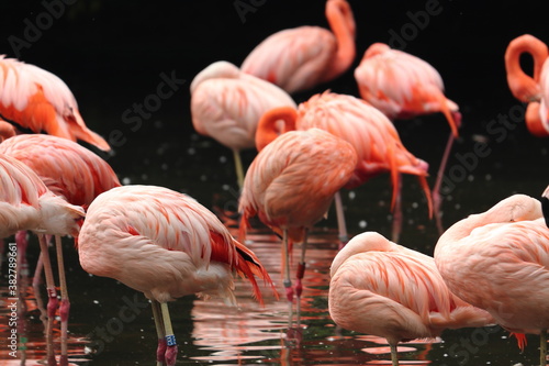 Group of flamingos standing in zoo in prag in czech on holiday.