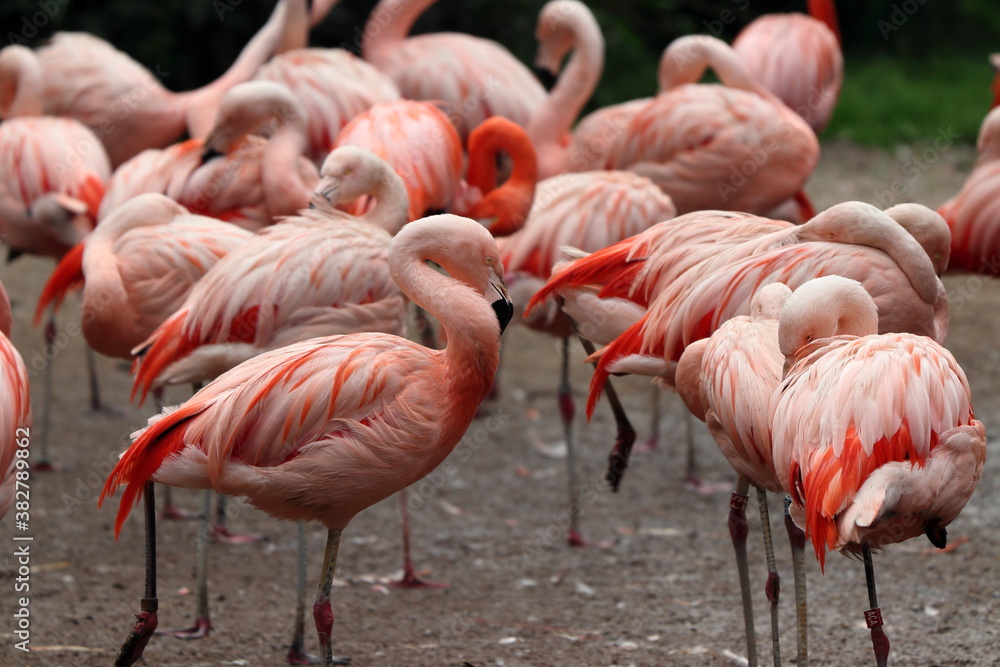 Group of flamingos standing in zoo in prag in czech on holiday. Group of flamingos standing in zoo in prag in czech on holiday.