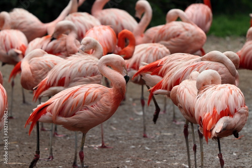 Group of flamingos standing in zoo in prag in czech on holiday.