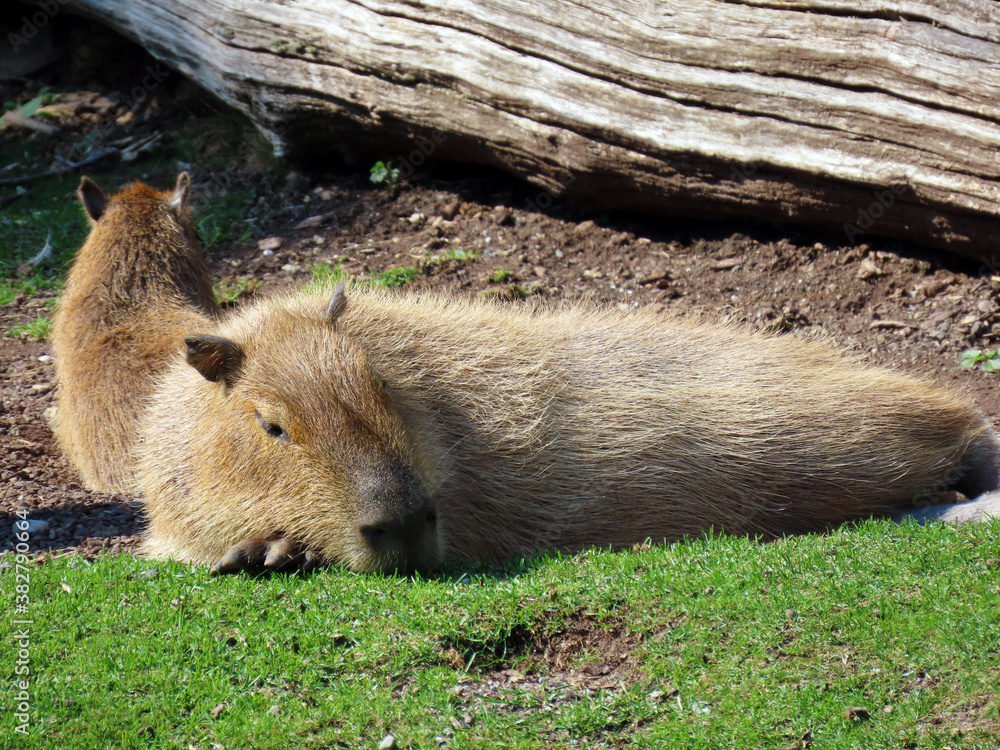 Capybara (Hydrochoerus hydrochaeris), Capivara, Carpincho, Ronsoco,  Wasserschwein, Capibara, Carpincho, maiale d'acqua, Quiuit or Vodenprase -  Zürich Zoo (Zuerich or Zurich), Switzerland / Schweiz foto de Stock | Adobe  Stock