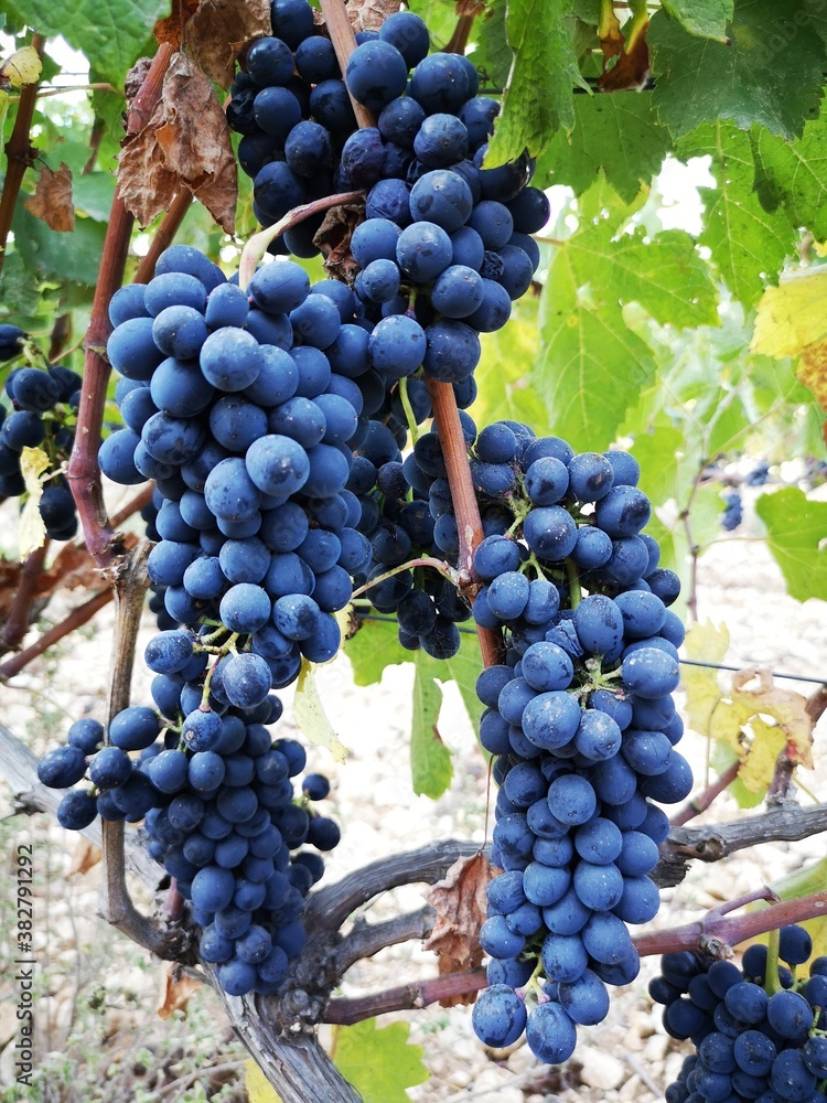 Close up of grapes in the vineyard. Harvest season. Harvesting the grapes. Wine in progress