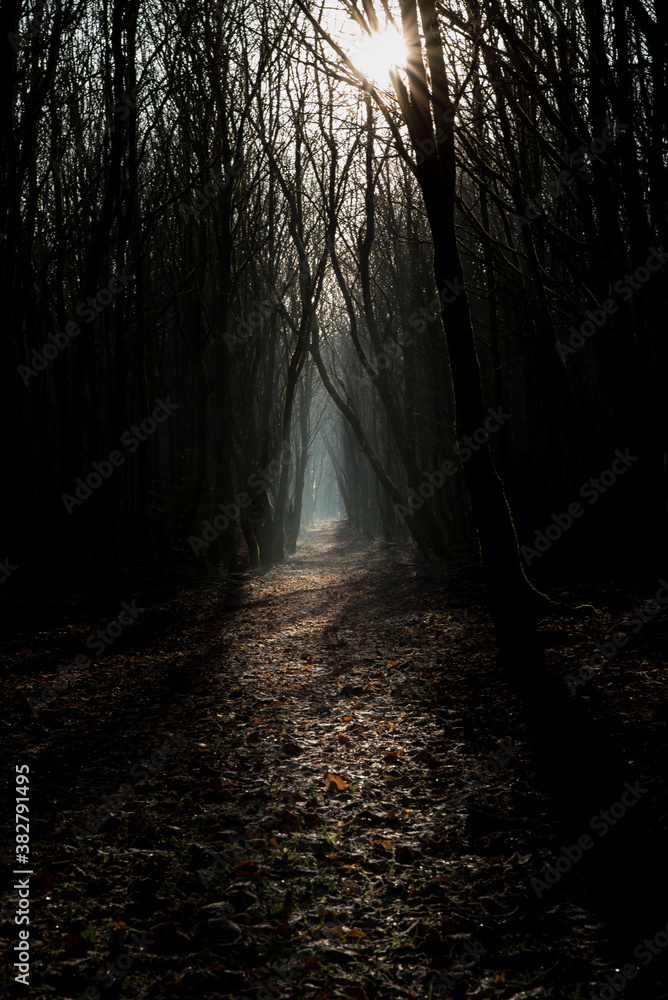 Obraz premium last sun beams on mystery forest path