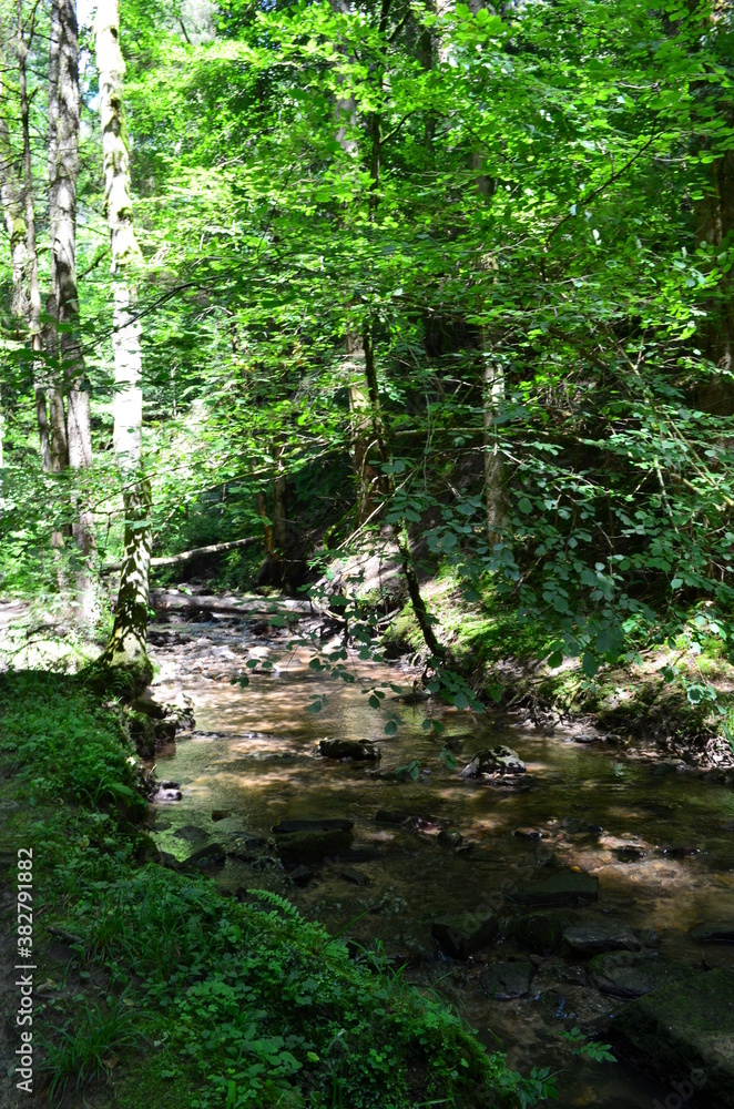 Fototapeta premium idyllischer Wanderweg