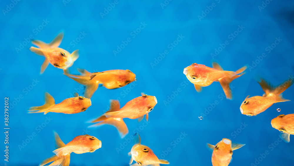金魚 金魚