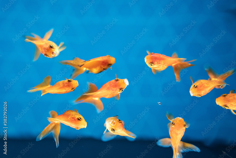 Naklejka premium 金魚