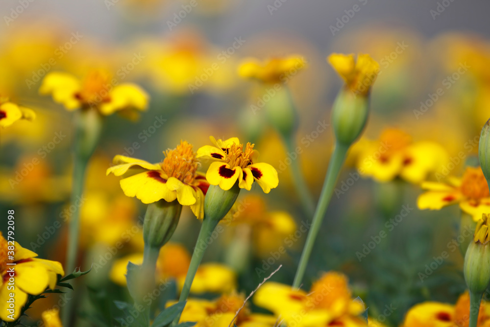 Obraz premium Beautiful park flowers in vivid colors