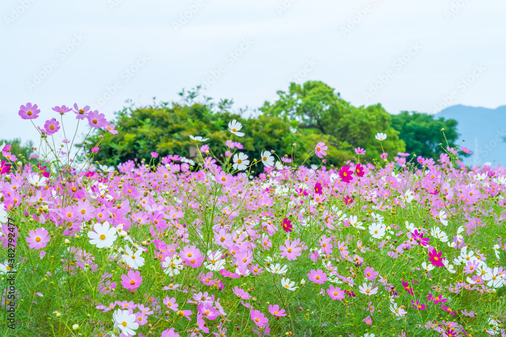 コスモス畑