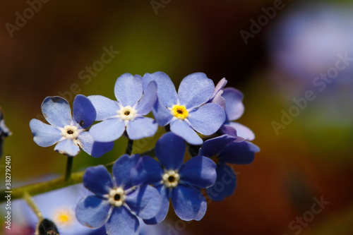 Beautiful park flowers in vivid colors © photokrle
