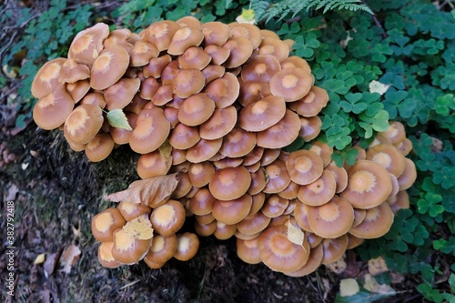 Large group of Kuehneromyces mutabilis (synonym: Pholiota mutabilis), commonly known as the sheathed woodtuft, is an edible mushroom that grows in clumps on tree. photo