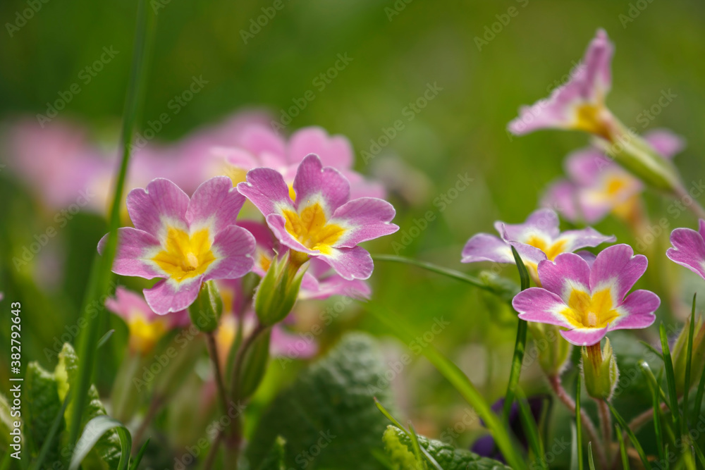 Beautiful park flowers in vivid colors Beautiful park flowers in vivid colors