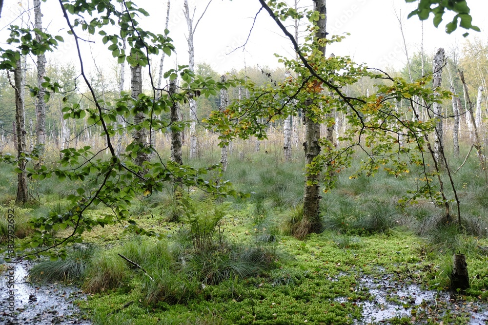 Naklejka premium A beautiful autumn landscape - a forest with wetlands in autumn colors and dry birch trunks.