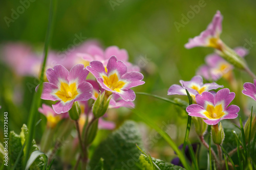 Beautiful park flowers in vivid colors