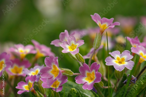 Beautiful park flowers in vivid colors