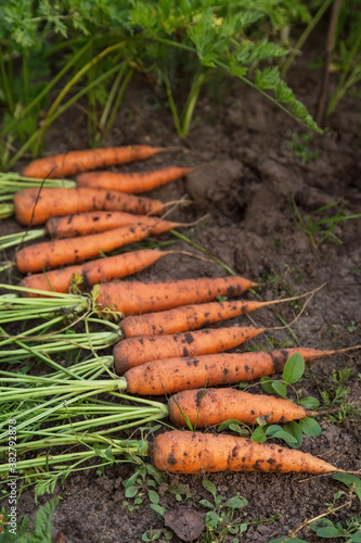 Bunch of organic dirty carrot harvest in garden on ground, soil