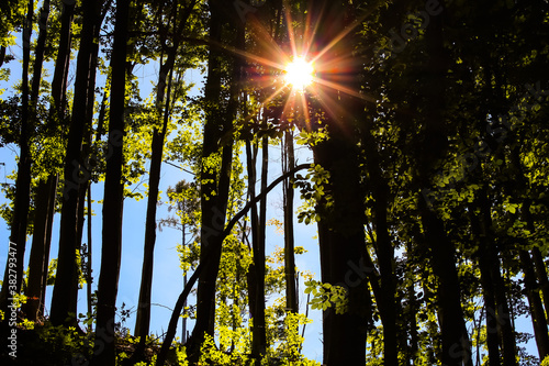 Forrest with a view of the sun