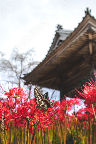 Higanbana (Red Spider Lilly) 
Many Japanese think this flower is related to death & can be found at a lot of temple grounds or around cemeteries. 
They were originally from China & Korea  photo