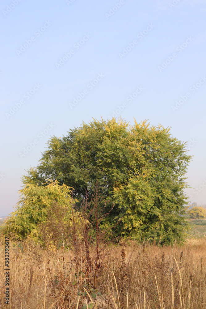 Obraz premium tree in the field