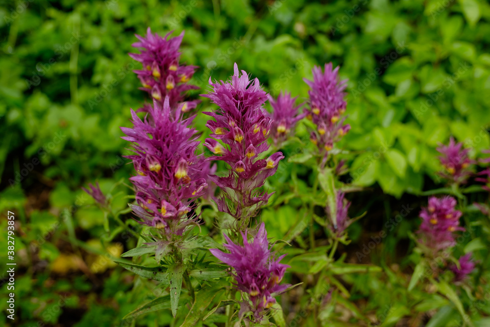 Blühende rote lila violette Gräser an einer Hecke im Sommer Blühende rote lila violette Gräser an einer Hecke im Sommer