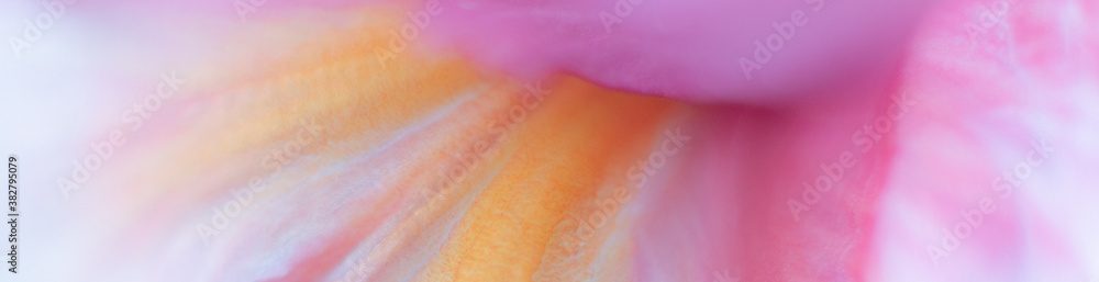 Abstract Banner Closeup Flower Petal Pastel Orange Pink Tones