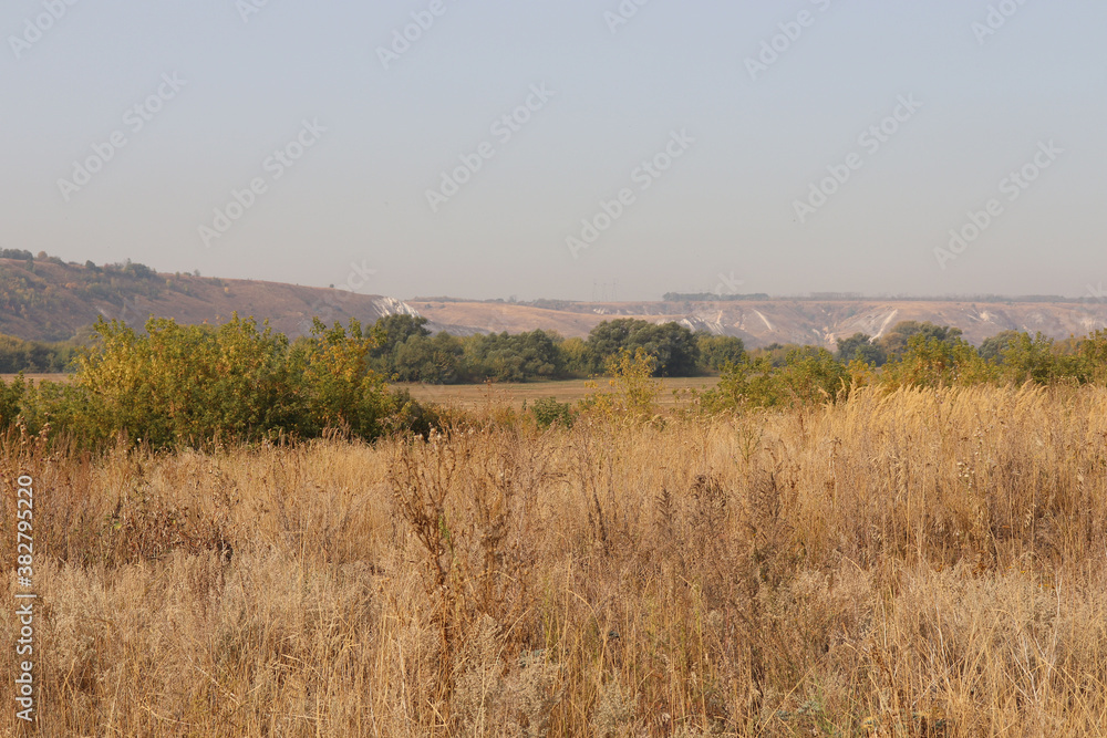 landscape with trees and grass landscape with trees and grass