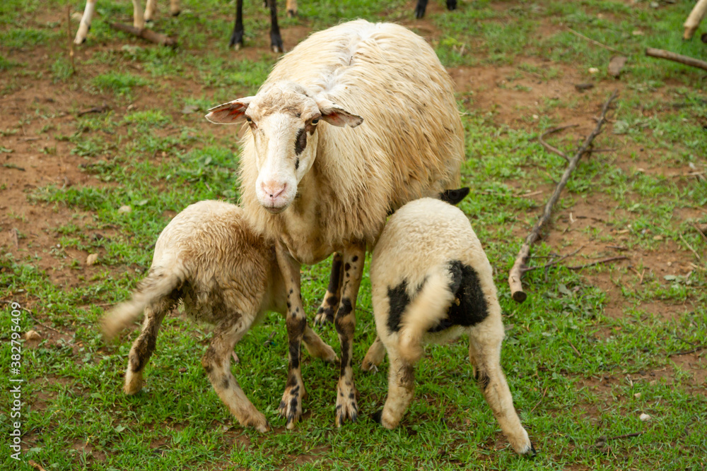 Mother and babies sheep in Rethymno region, Crete island, Greece, Europe. Mother and babies sheep in Rethymno region, Crete island, Greece, Europe.