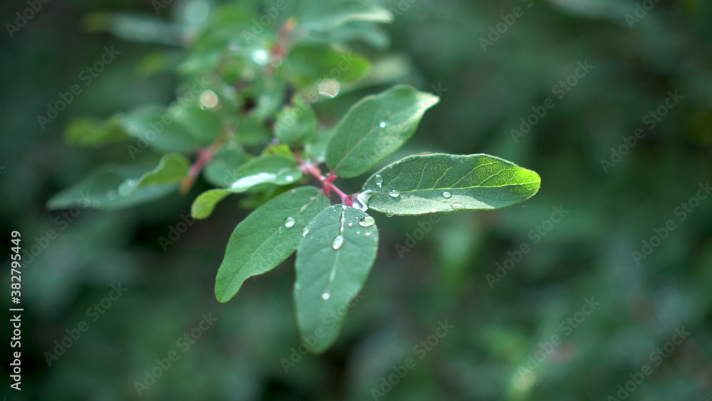 Drops of rain lie on the leaves of the berry bush. Green leaves close-up. Drops of rain lie on the leaves of the berry bush. Green leaves close-up.