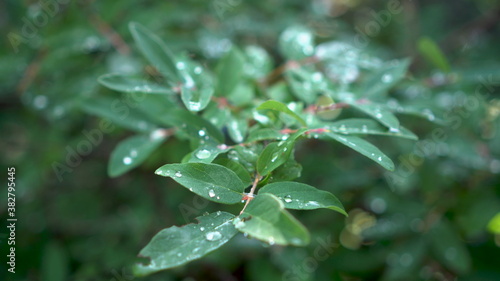 Drops of rain lie on the leaves of the berry bush. Green leaves close-up.