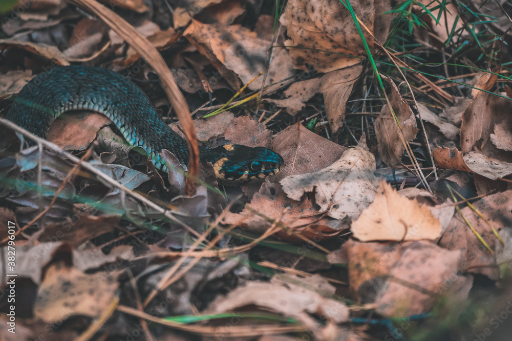 Fototapeta premium snake in the forest