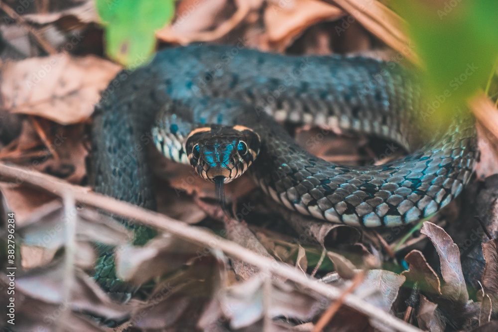 snake in the forest snake in the forest