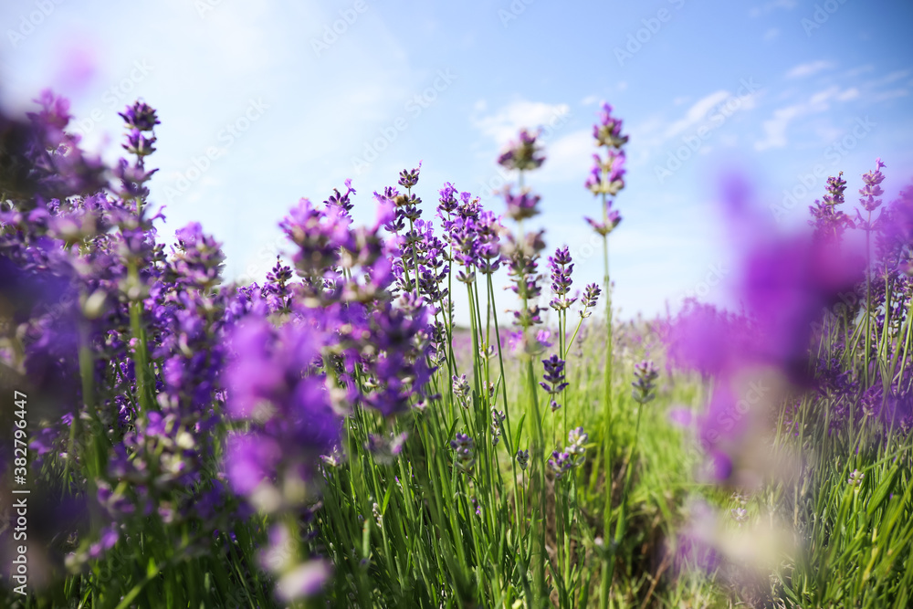 Beautiful blooming lavender field on summer day Beautiful blooming lavender field on summer day