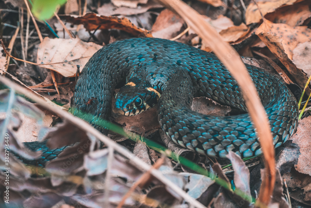 Naklejka premium snake in the forest